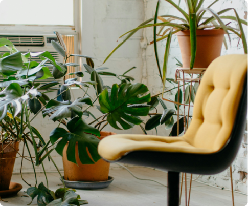 image d'une chaise en face de plantes vertes