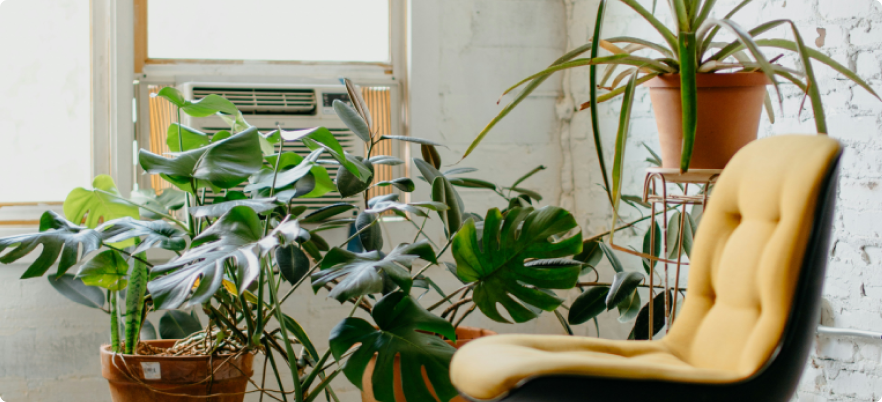 image d'une chaise en face de plantes vertes