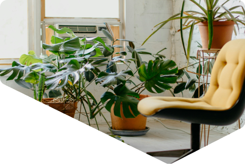 image d'une chaise en face de plantes vertes