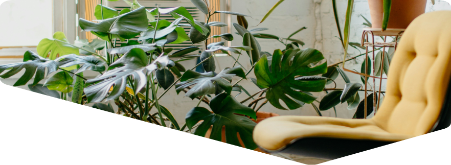 image d'une chaise en face de plantes vertes