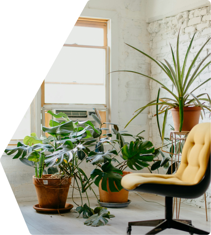 image d'une chaise en face de plantes vertes