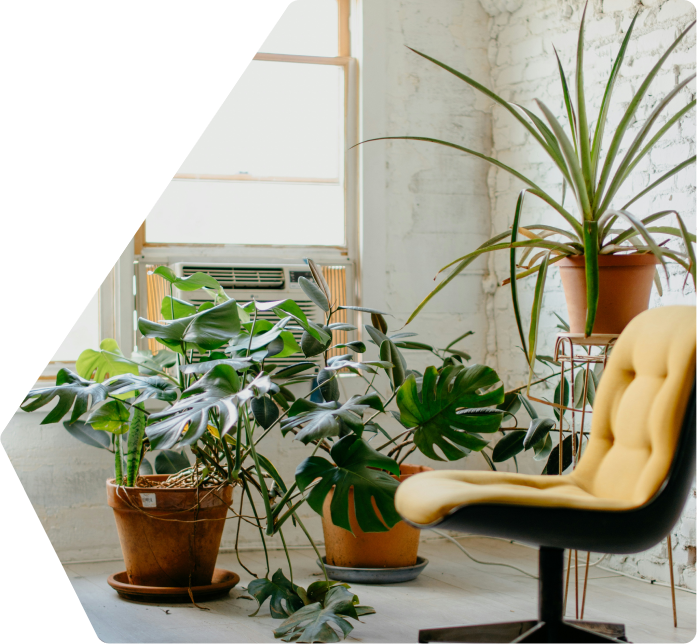 image d'une chaise en face de plantes vertes